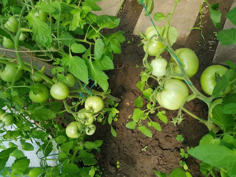 Alka determinate - Iunie 2021 Tomate