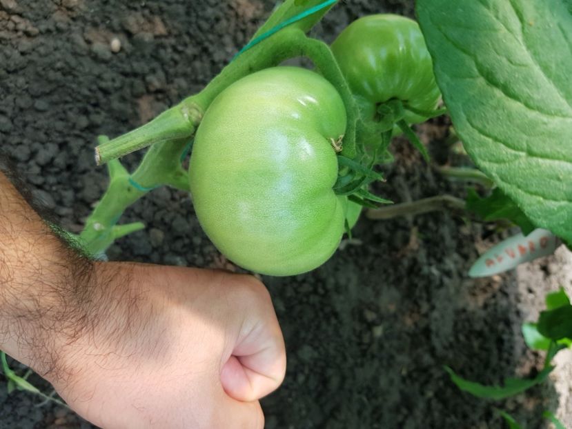 Ghitia uriașă - Iunie 2021 Tomate