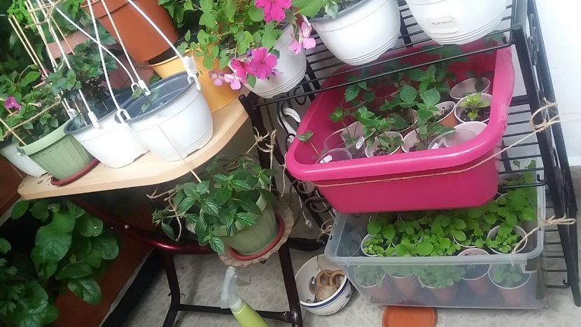 Pentru Maria ;) - Linişte şi flori