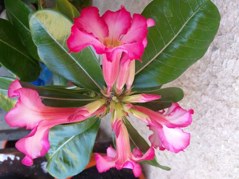  - adenium