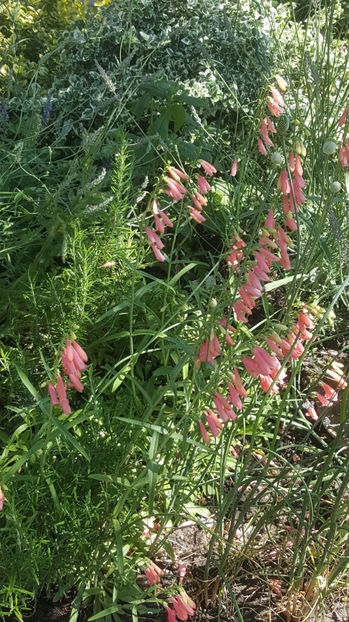 penstemon pink - Gradina si terasa PrimaLuce_8-Hello 2021