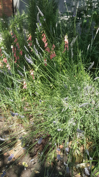lavandula angustifolia - Gradina si terasa PrimaLuce_8-Hello 2021