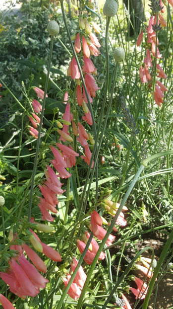 penstemon pink - Gradina si terasa PrimaLuce_8-Hello 2021