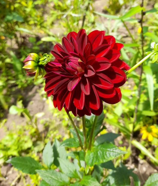 ARABIAN NIGHT - Dalii