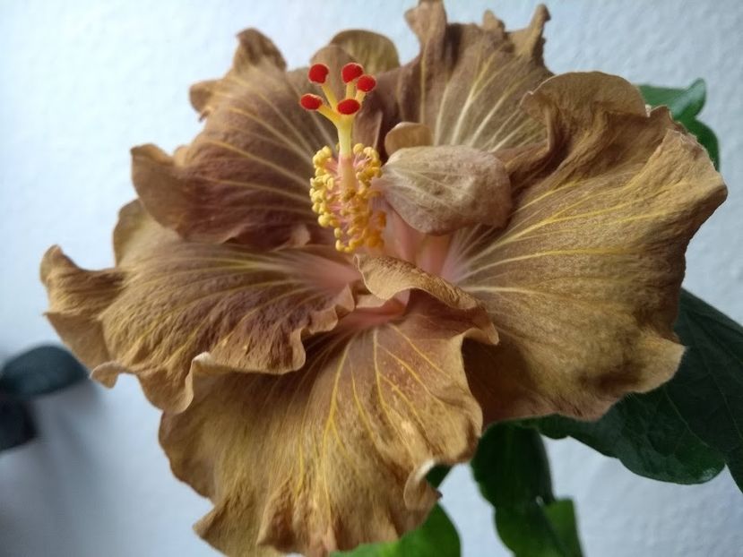 5d - Hibiscus din seminte 2020-2021