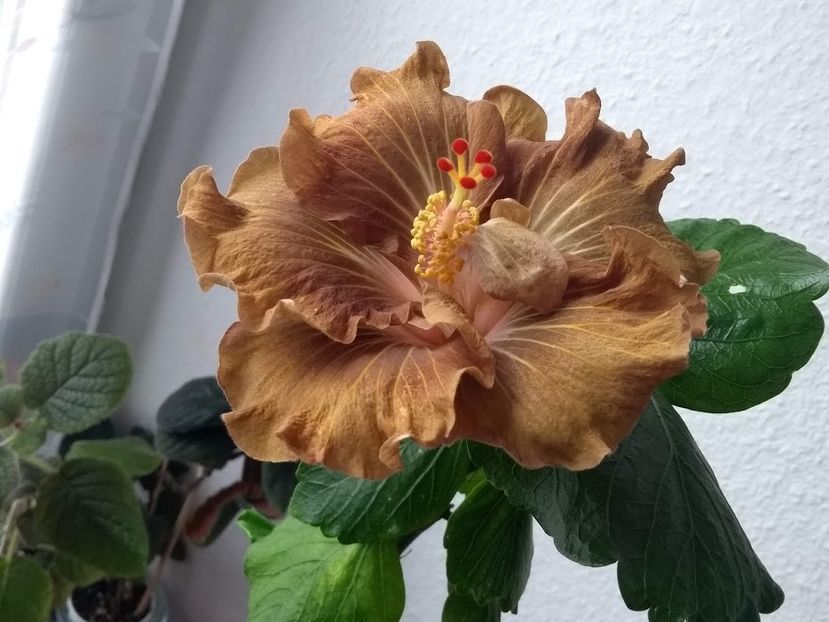  - Hibiscus din seminte 2020-2021