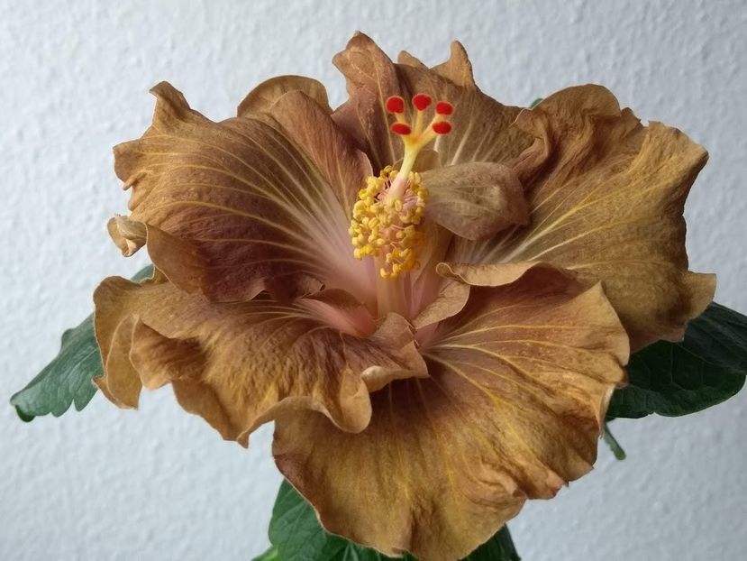  - Hibiscus din seminte 2020-2021