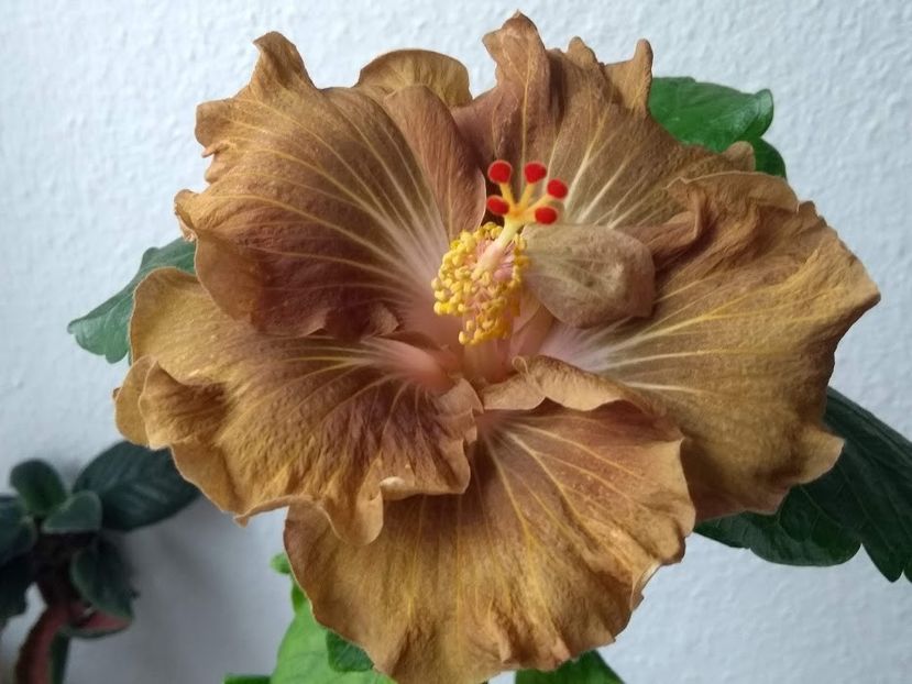  - Hibiscus din seminte 2020-2021