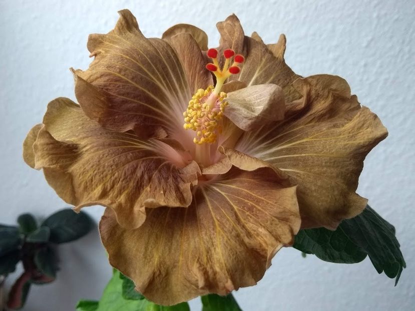  - Hibiscus din seminte 2020-2021