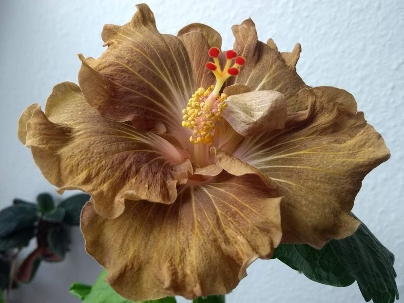  - Hibiscus din seminte 2020-2021