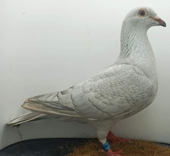  - NU IMI APARTIN ALBUM NR 2