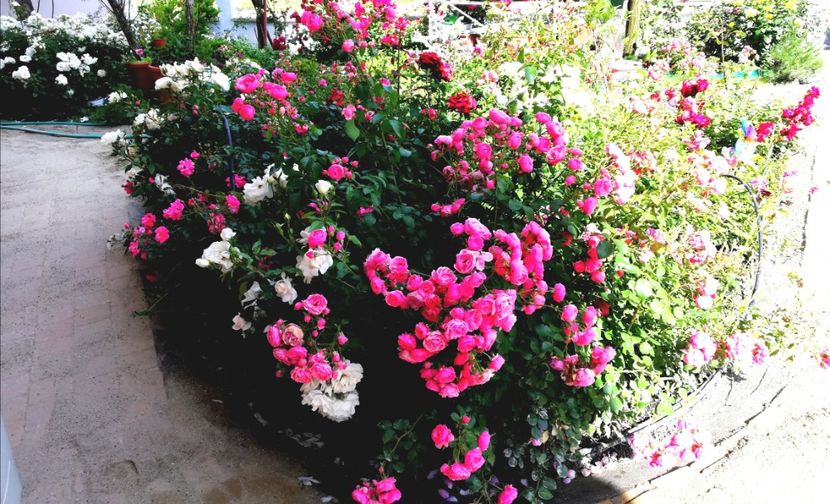  - Gradina iunie 2021