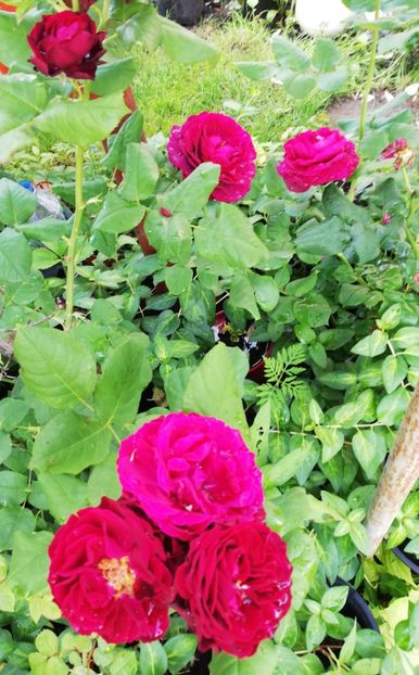  - Gradina iunie 2021