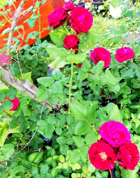  - Gradina iunie 2021