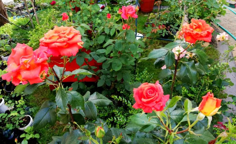  - Gradina iunie 2021