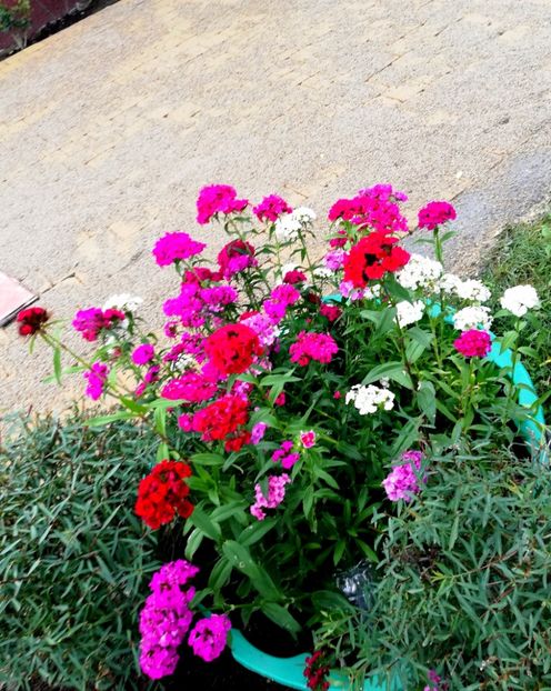  - Gradina iunie 2021