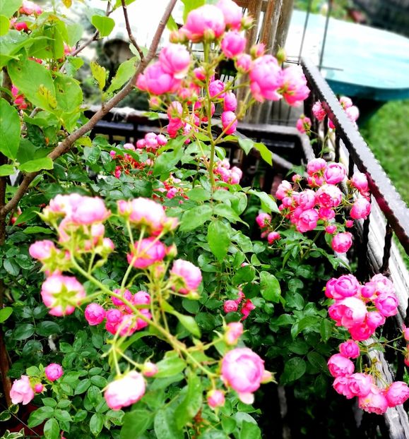  - Gradina iunie 2021