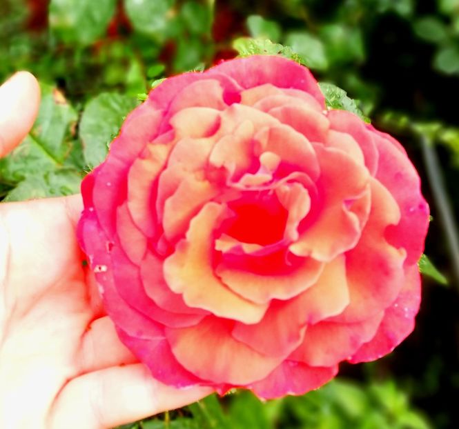  - Gradina iunie 2021