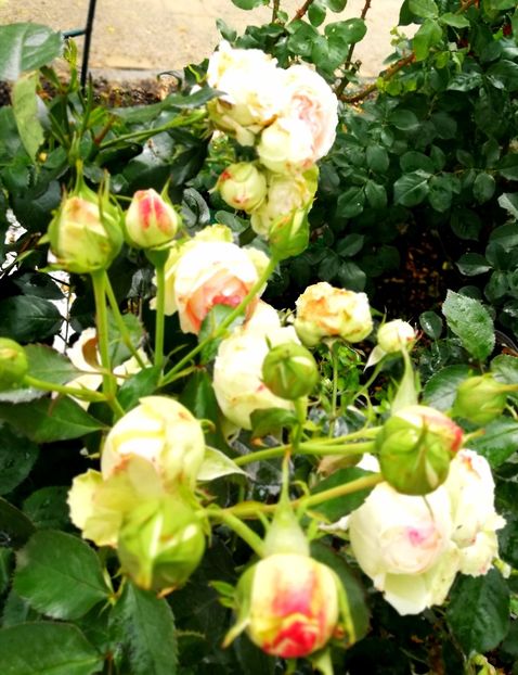  - Gradina iunie 2021