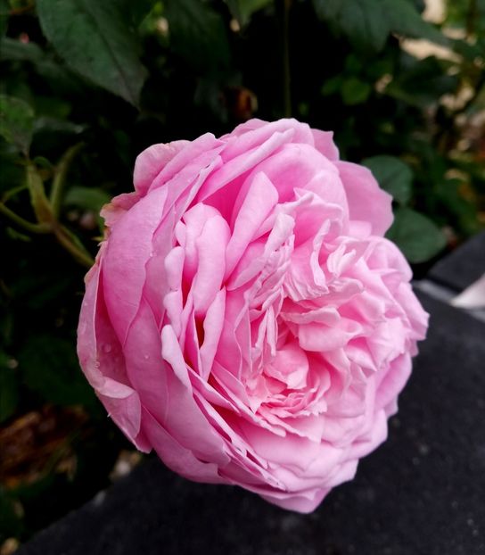  - Gradina iunie 2021