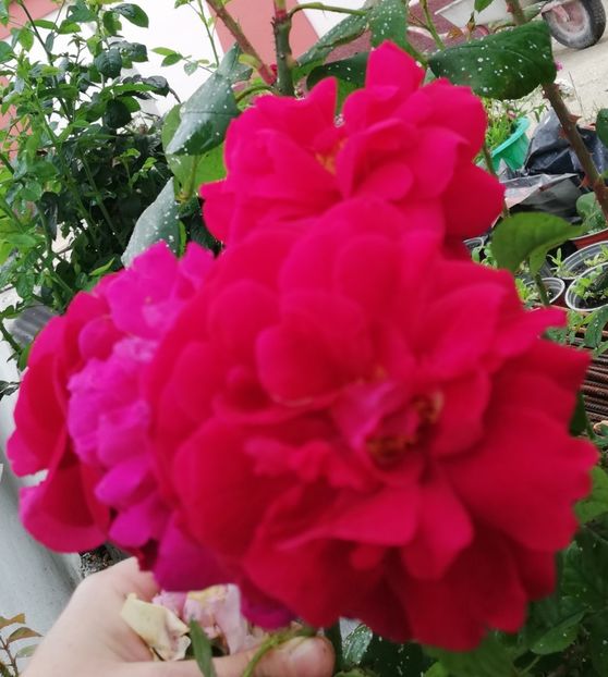  - Gradina iunie 2021