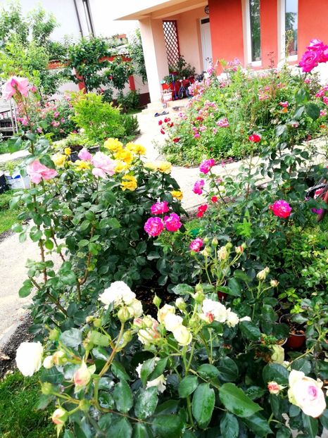  - Gradina iunie 2021