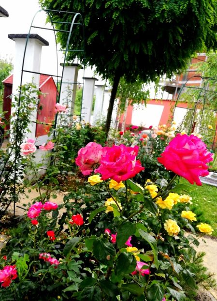  - Gradina iunie 2021