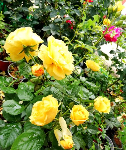  - Gradina iunie 2021