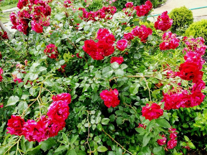  - Gradina iunie 2021