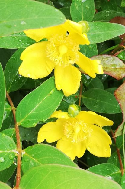  - Gradina iunie 2021