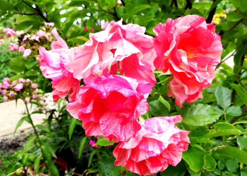  - Gradina iunie 2021