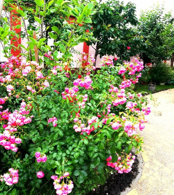  - Gradina iunie 2021