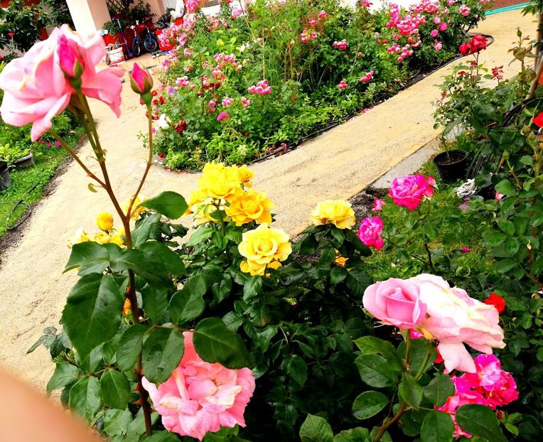  - Gradina iunie 2021