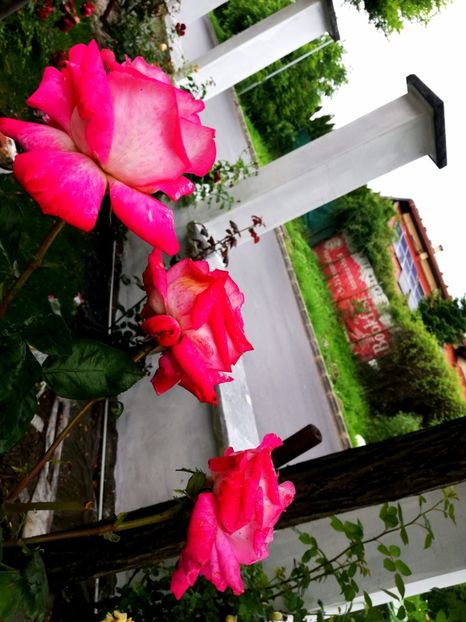  - Gradina iunie 2021