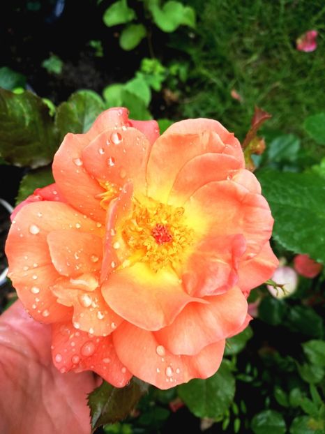  - Gradina iunie 2021