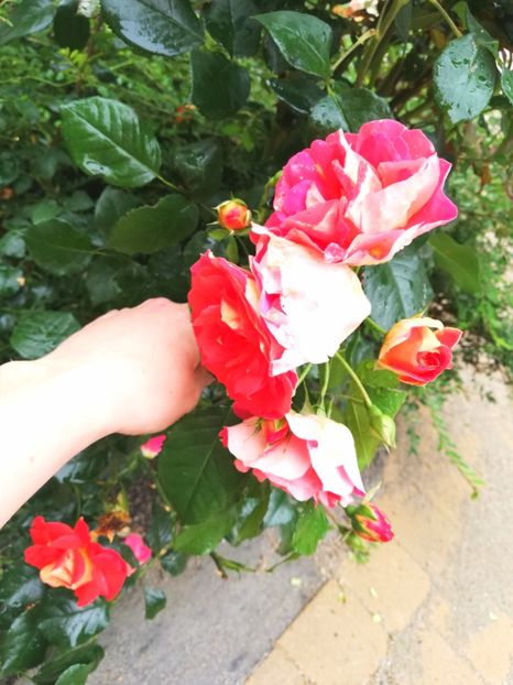  - Gradina iunie 2021