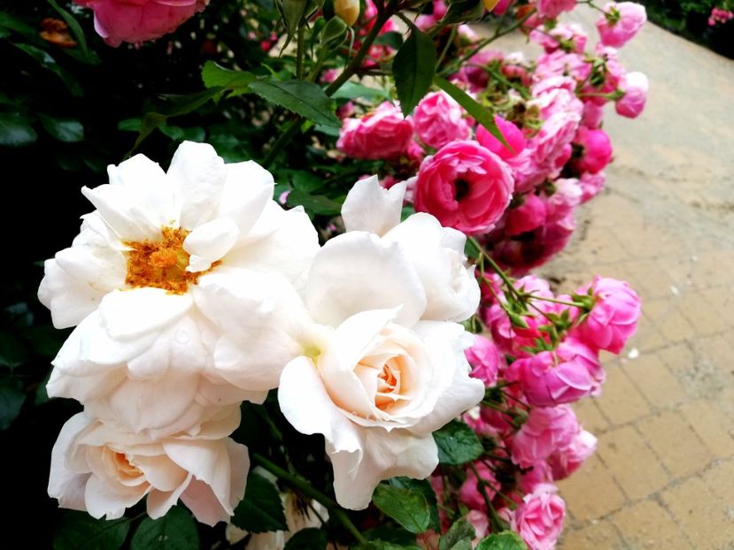  - Gradina iunie 2021