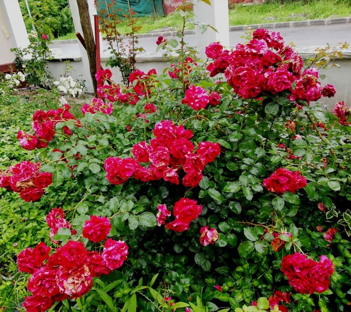  - Gradina iunie 2021