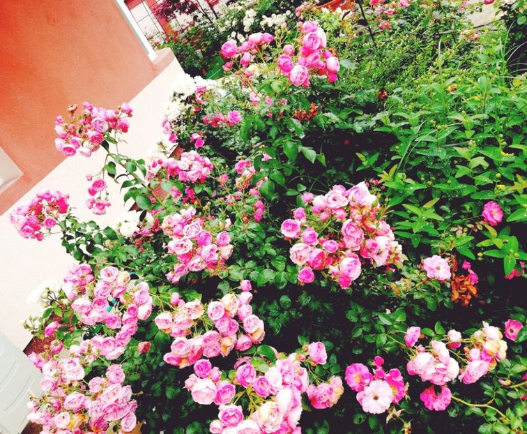  - Gradina iunie 2021