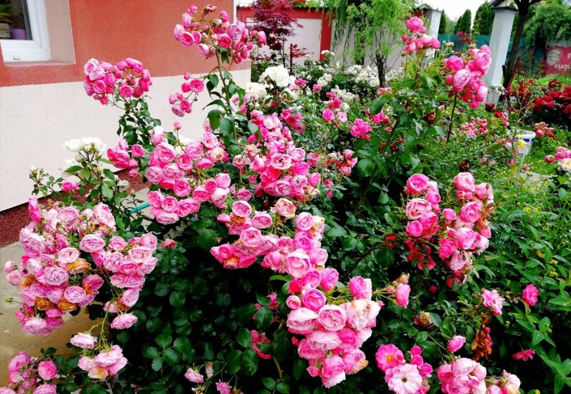  - Gradina iunie 2021
