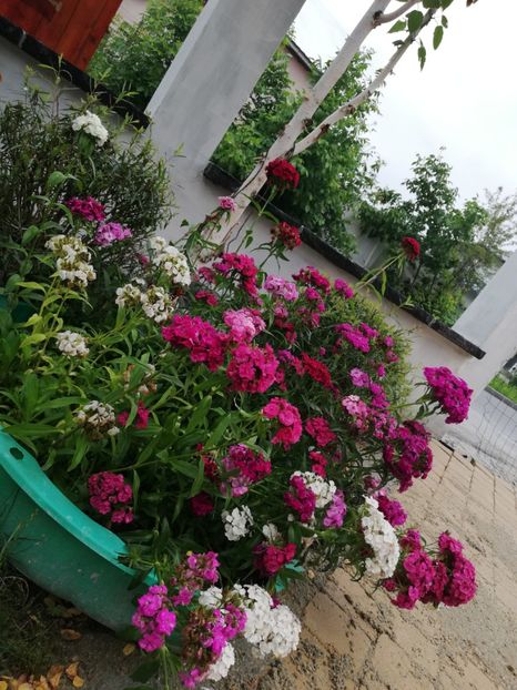 - Gradina iunie 2021