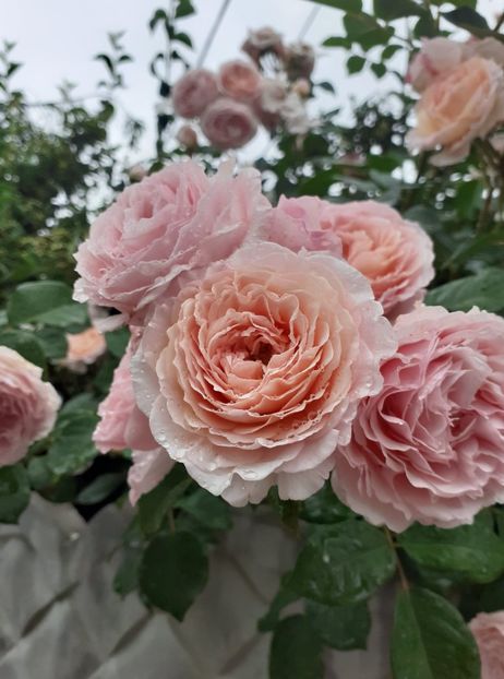  - James galvay urcator