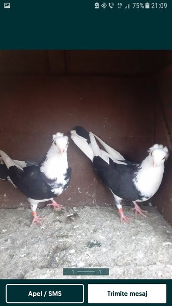 Screenshot_20210619-210941 - poze noi