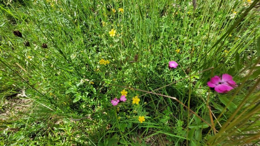  - 2021 MINIVACANTA DE RUSALII 19-21 IUNIE