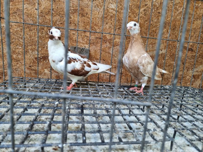  - 8-Jucatorii de Ardeal vechi