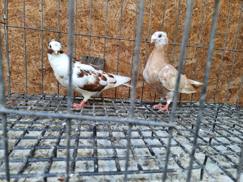  - 8-Jucatorii de Ardeal vechi