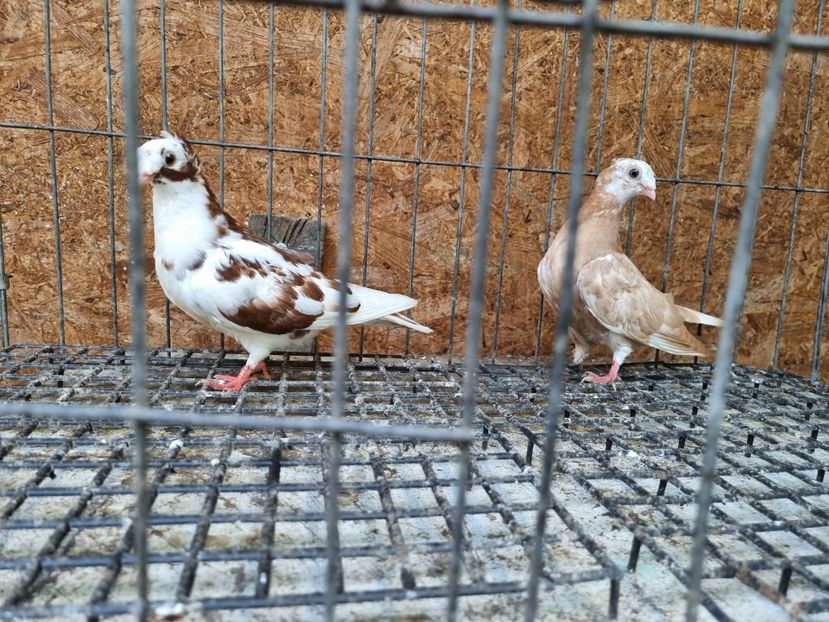  - 8-Jucatorii de Ardeal vechi