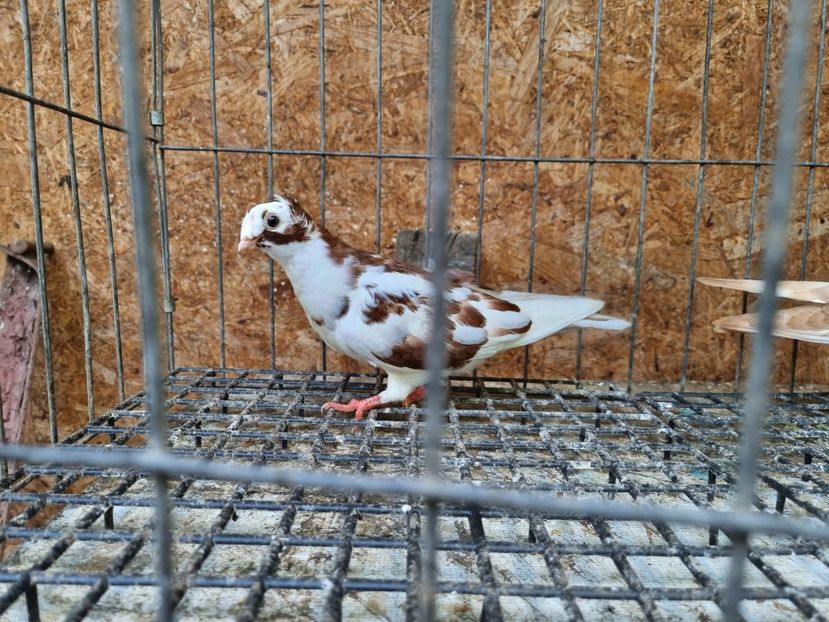  - 8-Jucatorii de Ardeal vechi