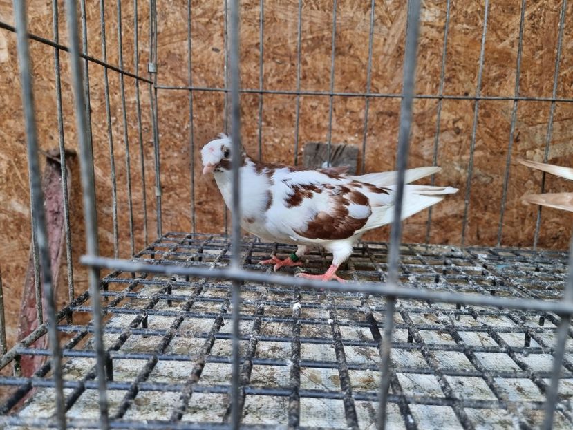  - 8-Jucatorii de Ardeal vechi