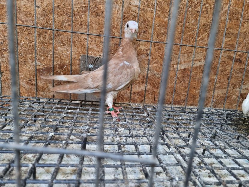  - 8-Jucatorii de Ardeal vechi